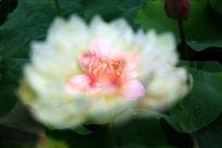 清香融入夜  梦中花芬芳