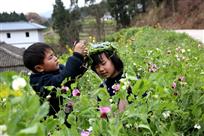 豌豆花花
