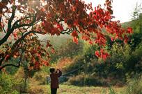 倾情柿树事如意