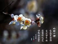 山园小梅