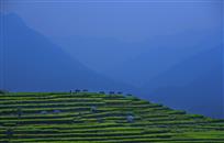 高山茶园
