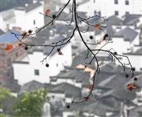 徽村印象