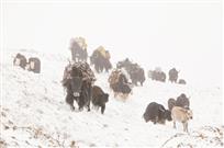 藏族牧民冬季转场