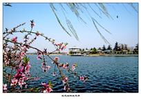 《桃花垠畔桃花开》