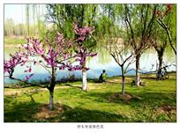 《停车坐爱春色美》