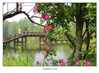 《灵鹊湖畔五月花》