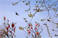 《桃花嫩杨燕舞》