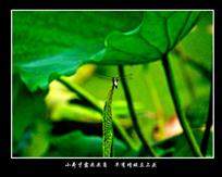 《小荷才露尖尖角　早有蜻蜓立上头》