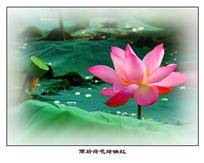 .《雨后荷花绿映红》
