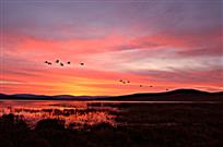 《霞映野鸭湖》