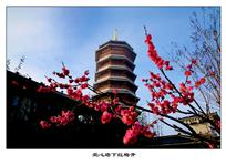 《爱心塔下红梅开》