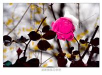 《凌寒傲雪花争艳》
