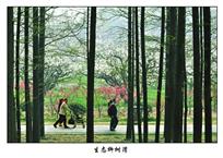 《生态柳树湾》