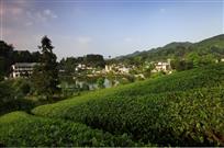 茶乡新农村