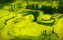 《植物板图》