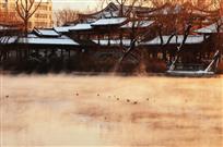野鸭戏水