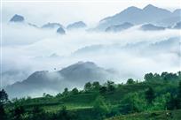 茶乡春晓