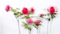 蕴藉绝艳冠群芳