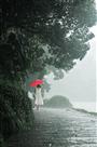 雨朦胧