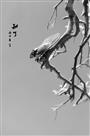 禅