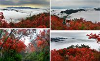 又到山花浪漫时
