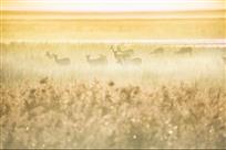 春芜满地鹿忘去