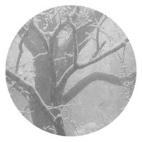 组照《寒林雪枝图》