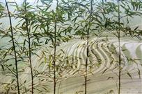 梯田竹影