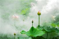 梦荷
