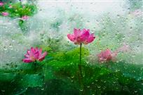 雨中梦荷