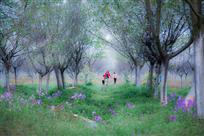 《漫步樱花园》