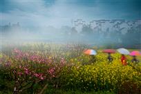 《春雨朦胧赏金花》