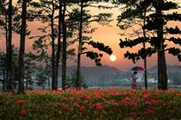 《夕阳下的彼岸花》