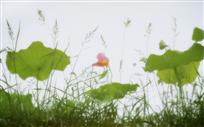 《水中荷》