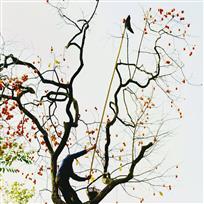 《柿子熟了》