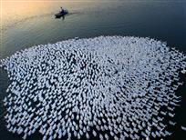 《牧鹅畅想曲》