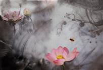 出水芙蓉