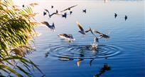 湿地鸟欢