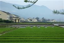 乡村春早