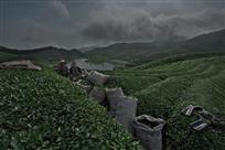 采茶