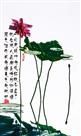 荷韵仙姿
