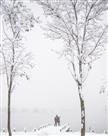 雪中情