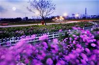 月夜花香浮动