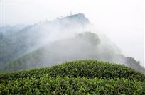 云涌茶园