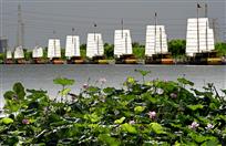 点点白帆映荷红