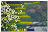 梨花一枝春带雨