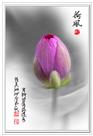 荷风（组照4张）