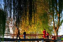 醉里看秋秋亦醉