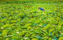 万绿丛中一点红