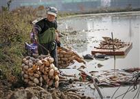 采藕（组照8张）